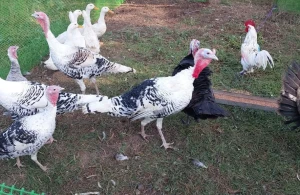 "Hinduşka festivalı"nda hinduşka yerinə ördək göstərildi