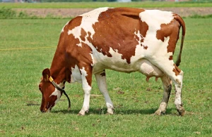 İnəyin öd daşı 100 min manata satılır - (VİDEO)&nbsp;