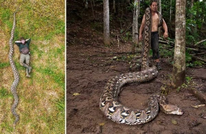 Uzunluğuna görə “Ginnesin Rekordlar Kitabı”na düşdü 