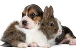 Ev heyvanlarına dua edin: O dünyada onlarla görüşəcəksiniz