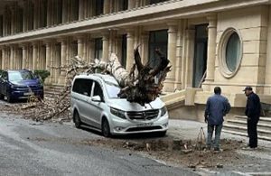 Maşınınızın üstünə ağac aşsa, kimə müraciət etməlisiniz?—EKSPERTDƏN AÇIQLAMA&nbsp;&nbsp;