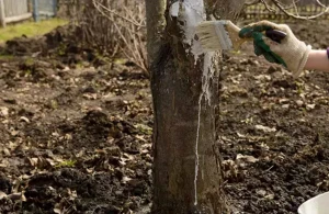 Marta qədər kim çatdırıb edə bilsə, bəxti gətirdi — Bəhrəsini yayda görəcək&nbsp;