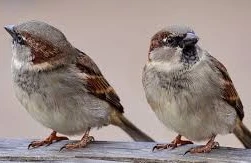 Bakıda sərçələr niyə tələf olur? - AÇIQLAMA&nbsp;