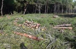 Xaçmazda meşə qətliamı - İzi itirmək istəyiblər 