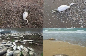 Quşlar niyə kütləvi şəkildə tələf olurlar?&nbsp; &nbsp; &nbsp;—&nbsp; &nbsp; Ekoloqdan ŞOK AÇIQLAMA&nbsp;