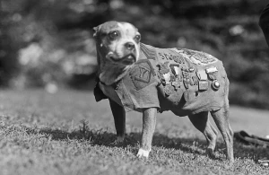 Bu itin qalıqları muzeydı saxlanılır: Dünyada çavuş rütbəsi alan yeganı it odur&nbsp; &nbsp;—&nbsp; FAKTLAR