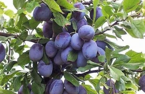 Xərçəngin dərmanı bu meyvə imiş