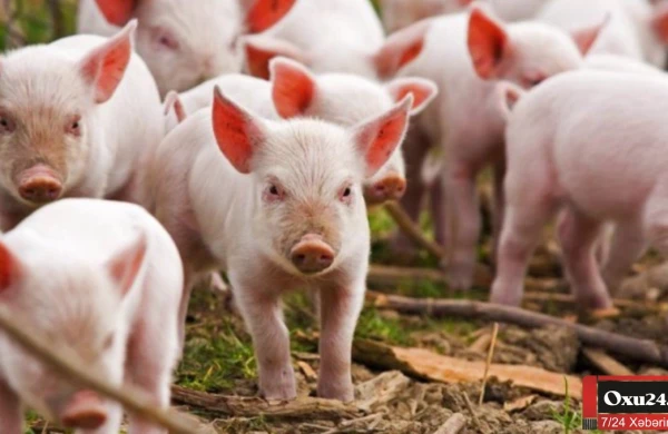 Donuz gübrəsindən istifadə edilərək yetişdirilən məhsul haIaldırmı?