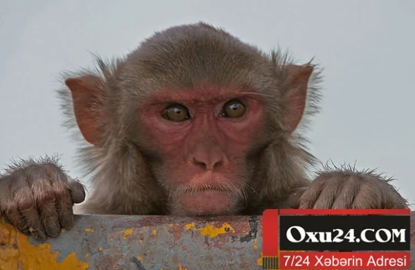 Meymun körpəni qaçırıb öldürdü