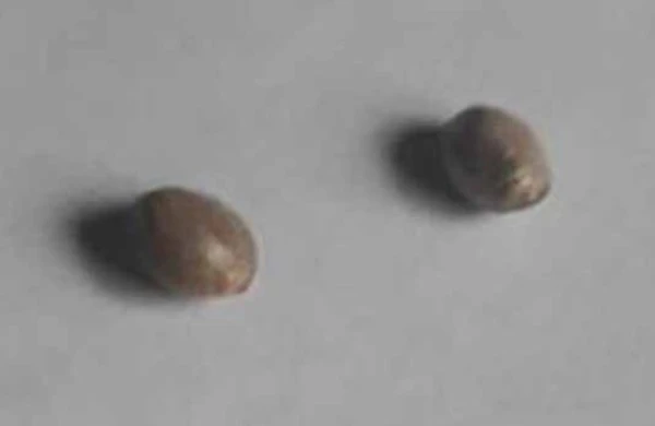 İstintaq təcridxanasına narkotik keçirilməsinin qarşısı alınıb