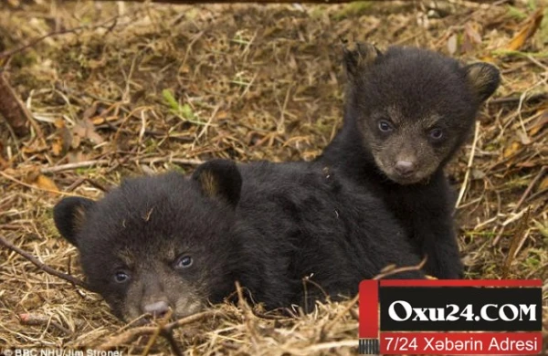 Saxladığı küçük böyüyəndə ayı çıxdı - ŞOK