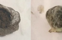 Təcridxanaya narkotik maddənin keçirilməsinin qarşısı alınıb