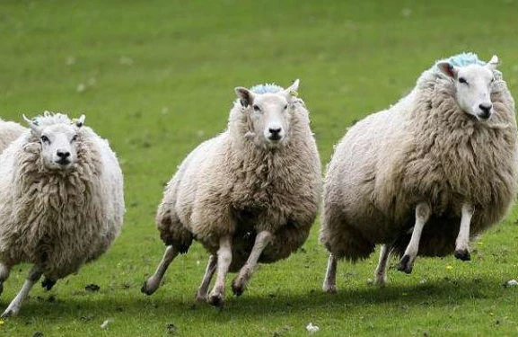 Narkotik maddə yeyən qoyunlar kəndin altını üstünə çevirdilər