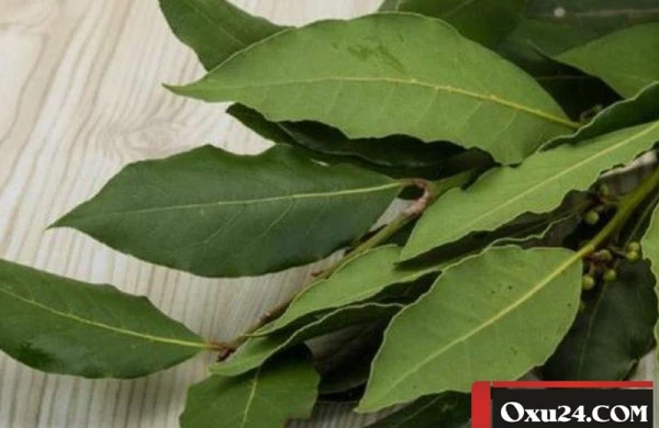 Dəfnə yarpağının möcüzəvi xüsusiyyətləri