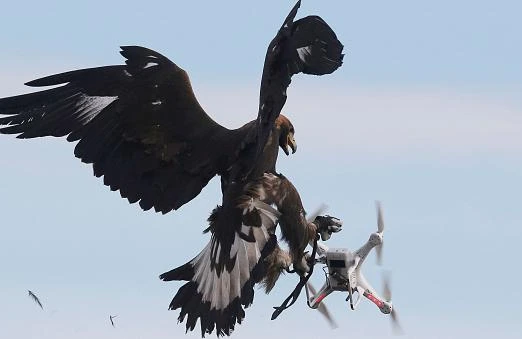 Pilotsuz aparatlara qarşı "Sapsan", "Taran" və "Pişal" – ARAŞDIRMA