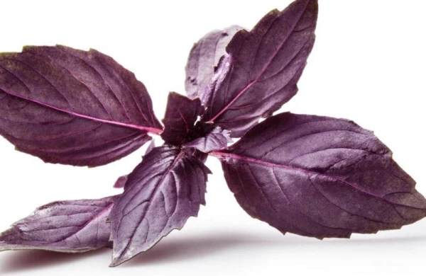 Gündə iki yarpağını yemək kifayətdir - FAYDALAR