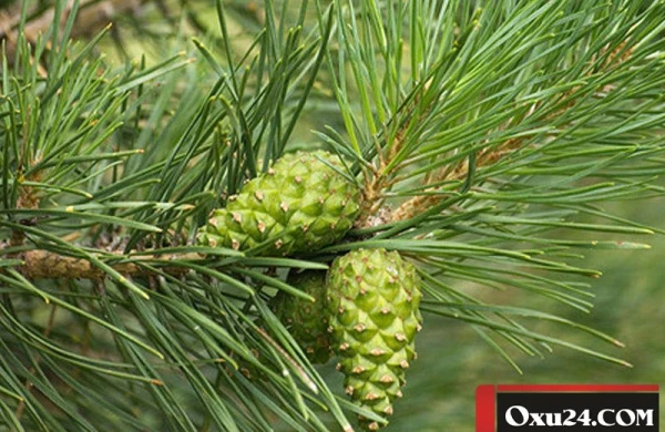 Astmanın dərmanı: şam qozasının mürəbbəsi - HAZIRLANMA QAYDASI