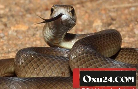 Azərbaycanda 10 yaşlı uşağı ilan sancıb