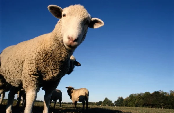 Qoyun oğrusu Rembo ələ keçdi