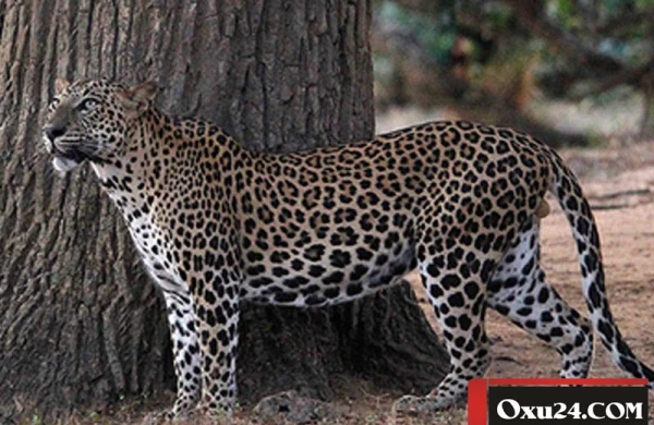 Leopard polisin üç yaşlı körpəsini yedi - Dəhşətli hadisə