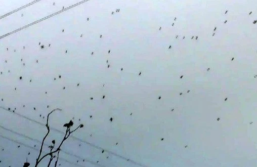 Azərbaycanda şok! Göydən görün nə yağdı +VİDEO