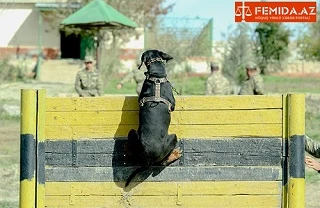 Azərbaycan Ordusunun itlərinin şok görüntüsü - Onlara erməni dili öyrədilir