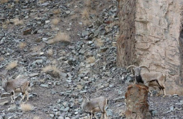 Siz fotoda bəbiri görürsünüz? Dünyanın ən çətin testi