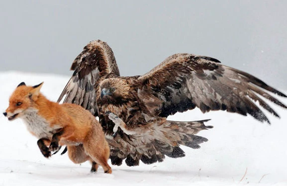 Qartal və tülkünün dovşan üstündə mübarizəsi — VİDEO