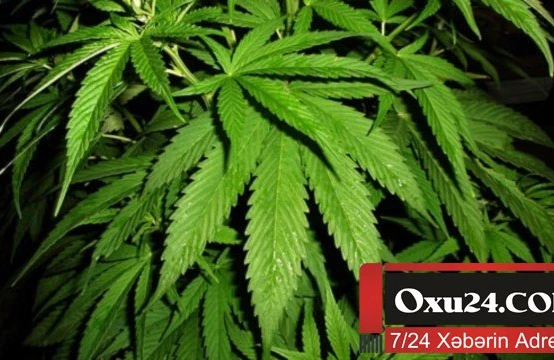 Sabirabadda qorxulu hal - Narkoplantasiyanın sahibləri yeniyetmələr imiş