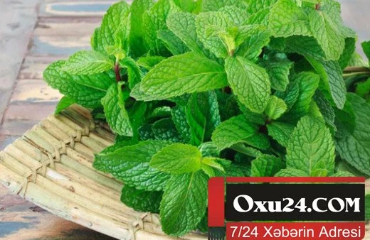 Yaddaşı gücləndirən və evdə yetişdirə biləcəyiniz 6 BİTKİ