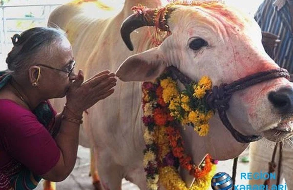 Hindistanda inək kəsən müsəlmanı döyə-döyə öldürdülər