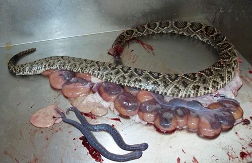 ŞOK! Tanınmış şəxsin evinə başı kəsilmiş ilan atdılar - Vasif Akifli gizlinləri açdı