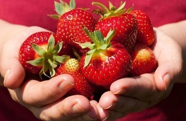 Bizim çiyələkdə zərərli maddələr varmı?