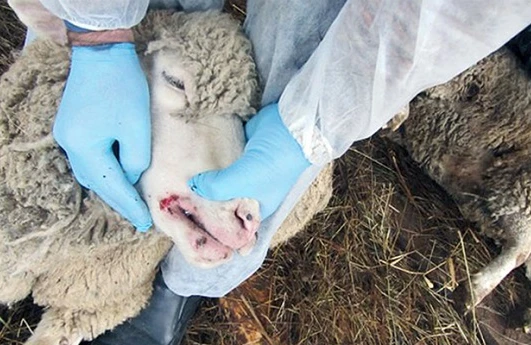 XƏBƏRDARLIQ!Heyvanlar arasında xəstəlik yayılıb -