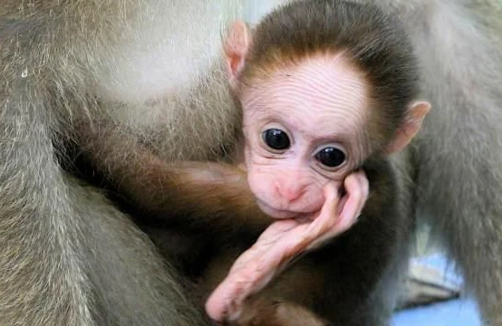 Yeni təhlükəli virus yayılıb - Meymun qripi