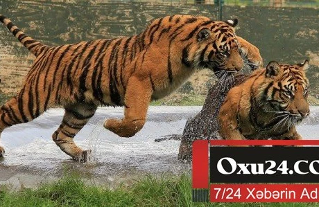 Şir və pələnglər zooparkdan qaçdı – Şəhər panikada