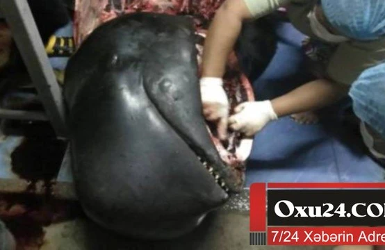 Balinanın mədəsindən çıxanlar şok yaratdı – Fotolar