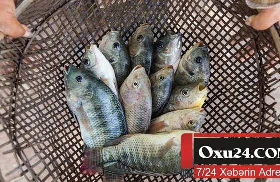 Kürdəmir sakini balıq tutarkən faciəvi şəkildə ölüb