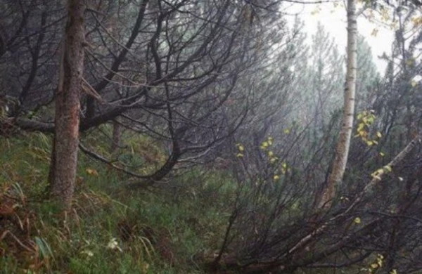 Görüntüdəki snayperi tapın -