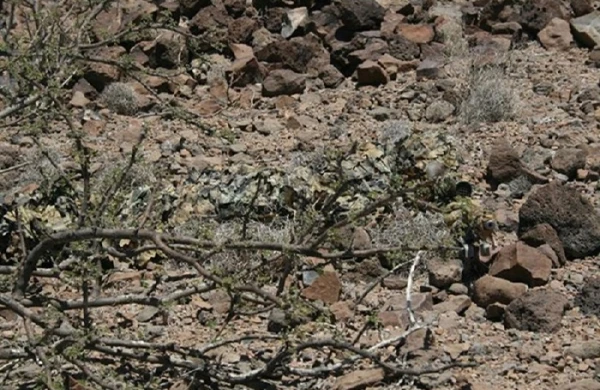 Fotoda gizlənən snayperi görürsünüzmü?- MARAQLI FOTO