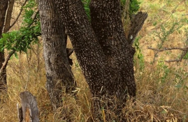 Bu fotoda bir heyvan var,onu görüsünüzmü?-