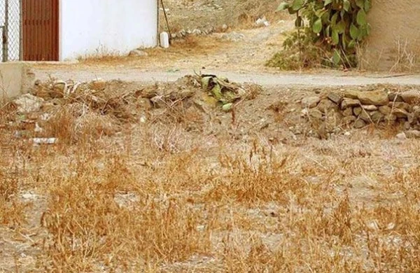 Çox adam fotoda olan pişiyi tapa bilmir -