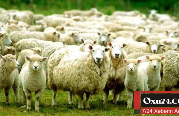 Qurban ətlərində böyük təhlükə…