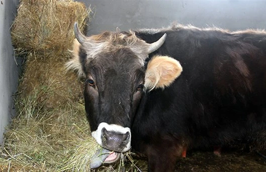 İsmayıllıda şok olay: İnəklərin əmcəkləri kəsildi +VİDEO