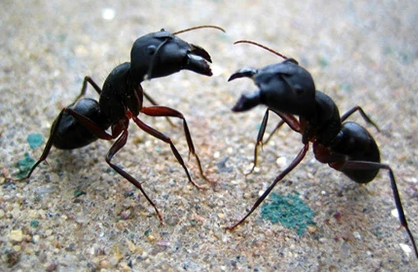 Azərbaycanlını qarışqa dişlədi, 16 min manat sığorta aldı -