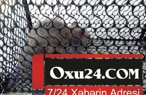 Qaxda qeyri-adi heyvan tapılıb - FOTO