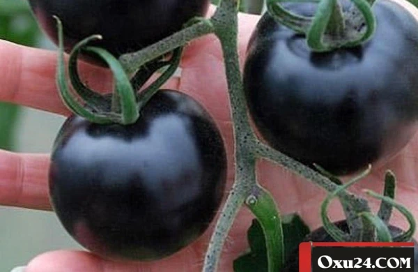 Qeyri-adi tərəvəz: Qara pomidor görənləri təəccübləndirdi