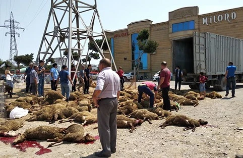 Bakıya gətirilən 70-dən çox qurbanlıq qoyun tələf oldu - Fotolar