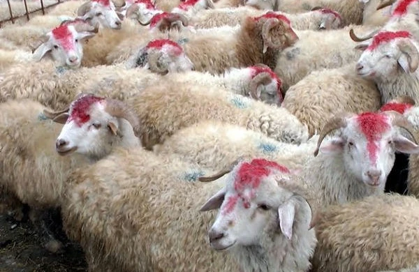 Azərbaycanda Qurban bayramı qeyd olunur  Bu bayram müsəlmanların Həcc ziyarəti mərasiminin bir hissəsidir