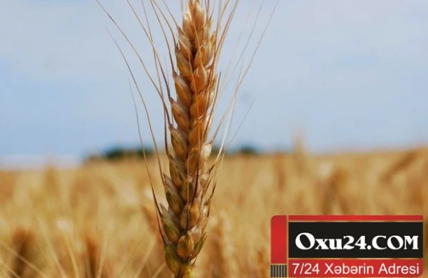 Gürcüstan Ermənistana buğda idxalına qadağa qoydu